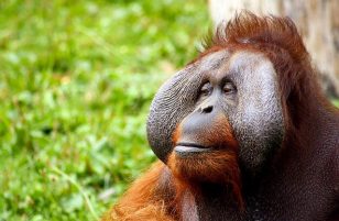 Anagramma di orango: ve ne è più di uno? Si possono usare queste lettere per creare un nome nuovo?
