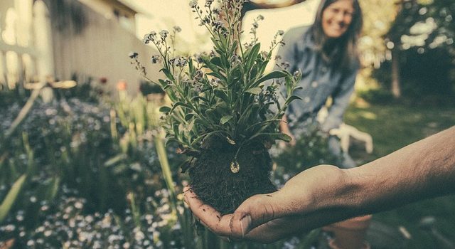 Come scegliere l’attrezzatura da giardinaggio